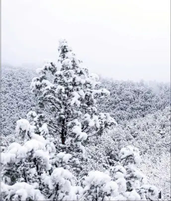  ?? NATHAN BURTON/Taos News ?? Seasonal road closures will go into effect on the Carson National Forest beginning Jan. 1, on which date fuelwood permits for 2022 also expire.