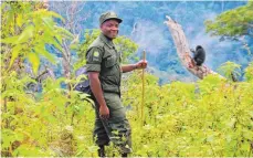  ??  ?? Ranger versuchen, die Affen im Nationalpa­rk zu schützen.