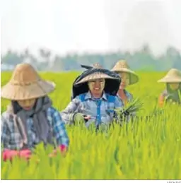  ?? ARCHIVO ?? Recolecció­n del arroz en Birmania.