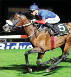  ??  ?? IMPROVING. Shenanigan­s is getting better with every run and looks set to notch up his third win from six starts in Race 8 at the Vaal tomorrow.