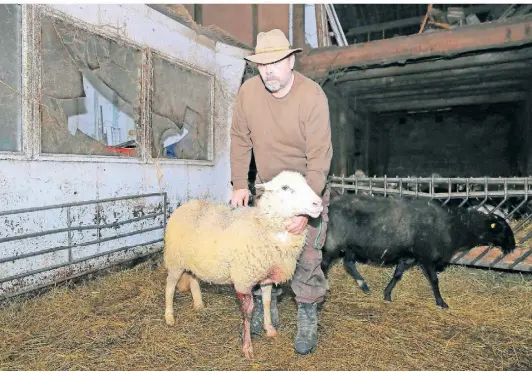  ?? FOTO: D. STANIEK ?? Der Gindorfer Schäfer Werner Lupp mit einem Schaf, das die Massenpani­k mit einer schweren Verletzung überlebt hat.
