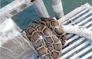  ?? BISCAYNE NATIONAL PARK/COURTESY ?? A kayaker found this 9-foot python coiled around part of a South Florida Water Management District research platform in Biscayne Bay in November.