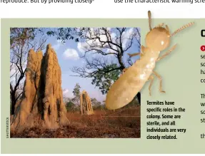  ??  ?? Termites have specific roles in the colony. Some are sterile, and all individual­s are very closely related.