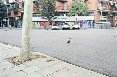  ?? @EIXELEBRAT / TWITTER ?? Uno de los pájaros en cuestión caminaba ayer por los alrededore­s del recinto de la Ciutadela