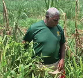  ?? Sugar Corporatio­n) ?? Leone Mocelekale­ka on his farm in Seaqaqa, Macuata.Photo: Josefa Kotobalavu (Fiji