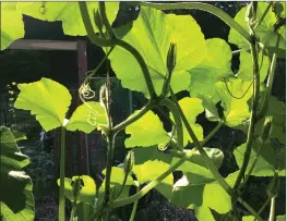  ?? Adrian Higgins/The Washington Post ?? The trombocino squash provides some visual relief in an otherwise sticky summer.