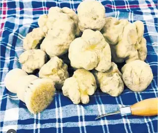  ?? COURTESY PHOTO ?? White Alba truffles are among the world’s most prized. They grow wild in the forests around Alba, a small town in the Piemonte region of Italy.