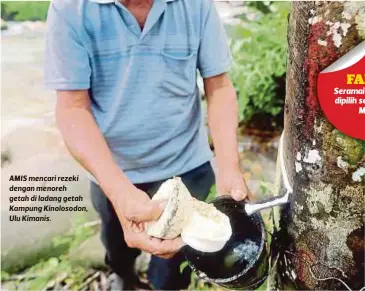  ??  ?? AMIS mencari rezeki dengan menoreh getah di ladang getah Kampung Kinolosodo­n, Ulu Kimanis.
