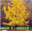  ??  ?? So sieht ein Ginko im Herbst aus, kurz bevor er seine Blätter verliert.