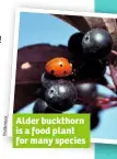  ??  ?? Alder buckthorn is a food plant for many species
