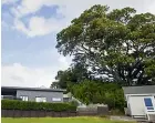  ?? STUFF ?? The protected Moreton Bay fig tree overhangin­g Amy Cowley’s New Plymouth property.