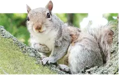  ??  ?? American grey squirrels are carriers of a pox transmitte­d to native red squirrels.