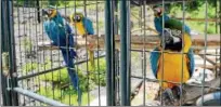  ??  ?? Gloria Waslyn owns four adult macaws: Merlin, Mr. Baby, Ara and Peace-Nik. Merlin was the first parrot she aquired to be a “spokes-avian” for nature. The group of them are called Parrots for Peace.