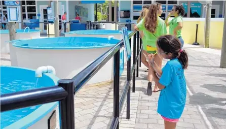  ?? LOGGERHEAD MARINELIFE CENTER ?? Campers get hands-on opportunit­ies to learn about marine biology at the Loggerhead Marinelife Center. The future of the facility is in doubt because of staffing and water-quality issues.