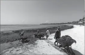  ?? EDUARDO VERDUGO/AP FILE PHOTO ?? Workers hired by residents remove sargassum seaweed from the Bay of Soliman, north of Tulum in Quintana Roo state, Mexico. On shore, sargassum is a nuisance — carpeting beaches and releasing a pungent smell as it decays. For hotels and resorts, clearing the stuff off beaches can amount to a round-the-clock operation.