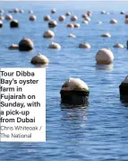  ?? Chris Whiteoak / The National ?? Tour Dibba Bay’s oyster farm in Fujairah on Sunday, with a pick-up from Dubai
