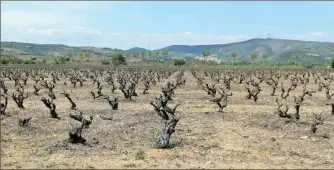  ??  ?? Vignes sur la commune de Montner dévastée par le gel.