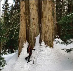  ?? SUBMITTED PHOTO ?? Nowell Senior checks out one of the trees in the grove.