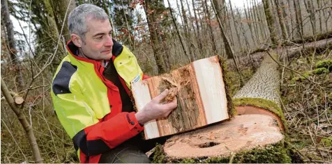  ??  ?? Nicht nur in Parks sind die Eschen von dem Baumpilz befallen. Auch im Wald sind tausende Bäume befallen, sagt Forstamtsc­hef Jürgen Kircher.