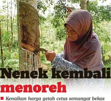  ??  ?? SITI menoreh semula selepas dua
tahun kebun getahnya tidak diusahakan di Kampung Ramuan
Cina Besar, Lubok Cina. Semasa harga getah jatuh RM1.70 sekilogram beberapa tahun lalu, saya ambil keputusan untuk tidak menoreh kerana hasilnya tidak berbaloi...