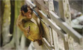  ??  ?? A pig-tailed macaque learning to pick coconuts outside trainer Wan Ibrahim Wan Mat’s house.