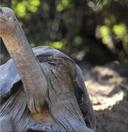  ??  ?? Do long-lived Galapagos tortoises hold the key to achieving biological immortalit­y?