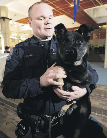  ?? GREG SOUTHAM ?? The EPS’s newest canine recruit, Prospectiv­e Police Service Dog Bama, handled by Const. Dennis Dalziel. The EPS recently acquired two German shepherds from a breeder in Alabama.