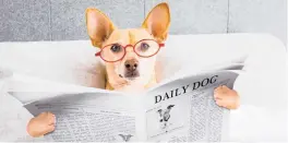  ?? DREAMSTIME ?? Some dogs have a morning routine. They could have started it years ago to signal to you that they are happy and/or want to engage you in play, writes Cathy M. Rosenthal.