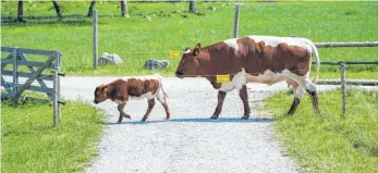  ?? FOTO: DPA ?? Vorsicht ist angebracht: Wer beim Wandern eine Viehweide quert, sollte den Hund im Fall eines Kuh-Angriffs möglichst schnell von der Leine lassen.