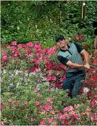  ??  ?? Rory McIlroy hits from azalea bushes during the 2014 Masters. A November staging of the event could provide an equally colourful backdrop.
