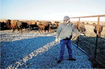  ?? [PHOTOS BY MIKE SIMONS, TULSA WORLD] ?? Joe Bob Briggs closes a gate on bison after herding them into a pasture in preparatio­n for the bison roundup at the Tallgrass Prairie Preserve on Sunday.