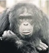  ??  ?? Benji the chimpanzee.
