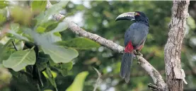  ??  ?? Toucans of several colours can be found flying through the jungles of Costa Rica.