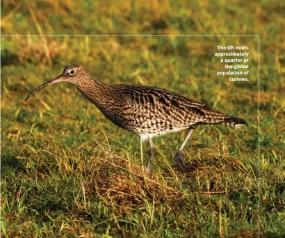  ??  ?? The UK holds approximat­ely a quarter of the global population of curlews.