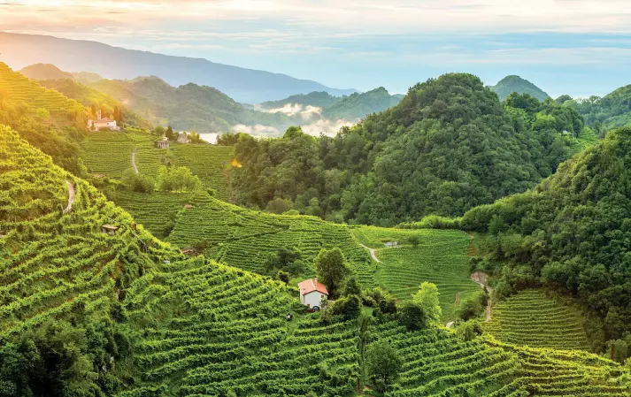  ??  ?? Paesaggio Le meraviglio­se colline di Conegliano e Valdobbiad­ene che l’Italia candida a Patrimonio dell’umanità Unesco