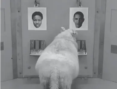  ??  ?? In this image taken from video, a sheep indicates recognitio­n of former U.S. president Barack Obama displayed on a computer screen during research carried out by scientists at Cambridge University. CAMBRIDGE UNIVERSITY VIA THE ASSOCIATED PRESS