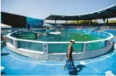  ?? MATIAS J. OCNER/MIAMI HERALD ?? A trainer at the Miami Seaquarium works near a stadium tank in July.