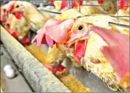  ?? Photo by LNP/LancasterO­nline ?? In this file photo from 2009, hens at a Lancaster County poultry operation are fed while their eggs move along a conveyor belt.