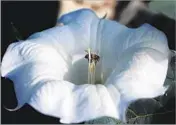  ??  ?? TRUMPET- LIKE
sacred datura raises its horn.