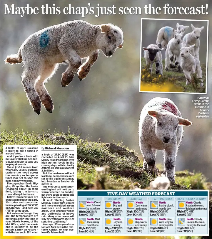  ??  ?? Happy as Larry: Lambs frolic in the sunshine in County Durham yesterday