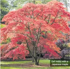  ??  ?? Get reddy with a Japanese maple