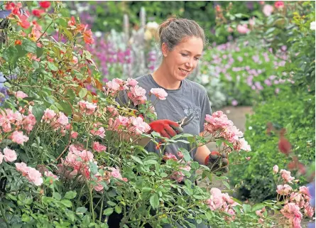  ?? PA. ?? Horticultu­ral apprentice Giselle Silvester works in the shrub rose garden at RHS Garden Rosemoor near Great Torrington, Devon.