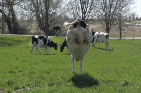  ?? BRIAN B. BETTENCOUR­T PHOTOS FOR THE TORONTO STAR ?? A dairy cow bucks with delight at the feel of grass under her hooves on the first spring day in the field.