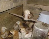  ??  ?? Perches are great for chicks, but round those square brooder corners off with some cardboard to prevent piling.