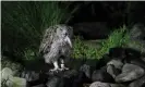  ?? Photograph: Nobuo Matsumura/Ala- ?? A study on relocating the Blakiston’s fish owl may have been overlooked because it was published in Japanese, researcher­s found.