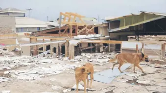  ?? |AGENCIAUNO ?? Las mascotas ya son parte de la familia y exigen atención especial en las emergencia­s naturales.