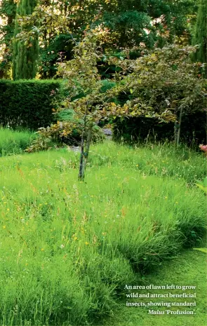  ??  ?? An area of lawn left to grow wild and attract beneficial insects, showing standard Malus ‘Profusion’.