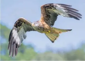  ??  ?? On ignorait jusqu’ici comment naissait le motif précis qui permet aux oiseaux de voler.