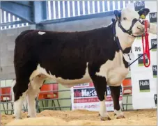  ?? ?? Panmure 1 Plum made 5800gns for JM Cant and Partners