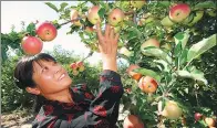  ?? WANG TIESUO / CHINA NEWS SERVICE FILE PHOTO ?? A farmer picks apples at an orchard in the Xinjiang Uygur autonomous region.
